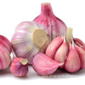 Best Sale Fresh 5.5cm Red Garlic